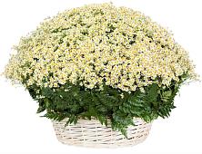 Цветочная композиция из Ромашки в корзине #REPLACE_PRED# Кушве